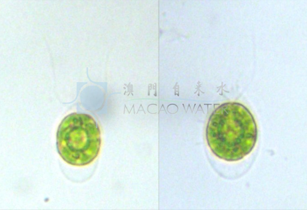 綠藻門Chlorophyta 綠藻綱Chlorophyceae 衣藻目Chlamydomonadales 衣藻科  Chlamydomonadaceae 四鞭藻屬Carteria 描述：單細胞，球形，心形，卵形，橢圓形,橫斷面為圓形；細胞壁明顯、平滑。細胞前端中央有或無乳頭狀突起，具4條等長的鞭毛，基部具2個伸縮泡。色素體常為杯狀，少數為“H”形或片狀，具1個或數個蛋白核，有或無眼點。細胞單核。