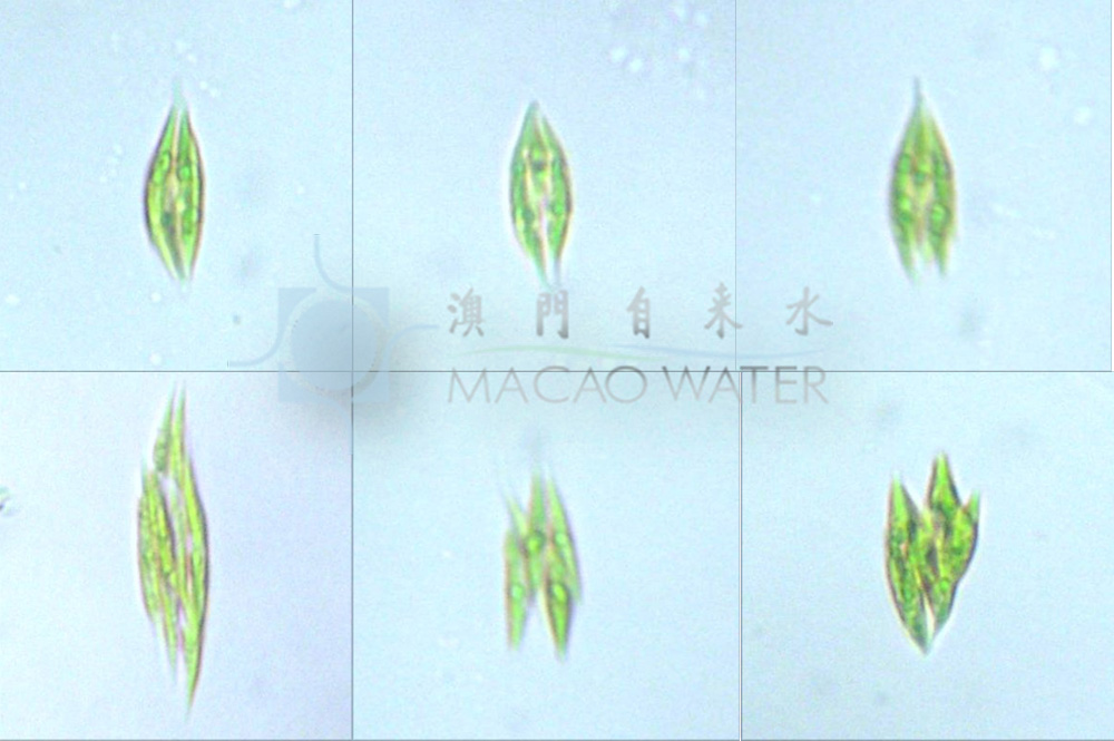 '綠藻門Chlorophyta'綠 藻 綱Chlorophyceae 環藻目Sphaeropleales 月牙藻科 Selenastraceae 綠胞藻屬Chlorolobion 描述：單細胞，或為 2、4、8、16 或更多個細胞聚集成群;細胞紡錘形、針形、弓形、鐮形等多種 形狀，色素體周生、片狀，1 個，具 1 個蛋白核或無。