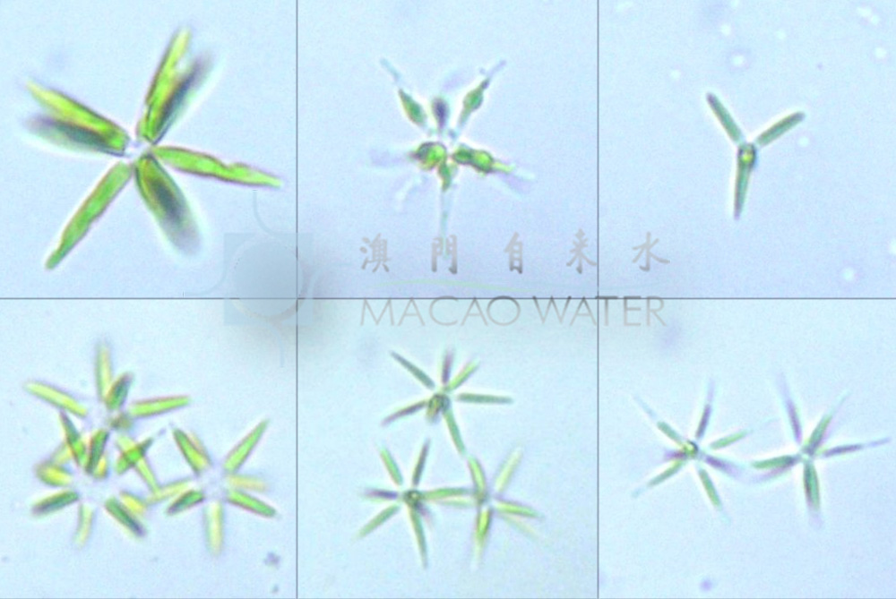 '綠藻門Chlorophyta'共球藻綱Trebouxiophyceae 小球藻目Chlorellales 小球藻科 Chlorellaceae 集星藻屬Actinastrum 描述：由 4、8 或 16 個細胞組成的真性定形群體，無群體膠被，群體細胞以一端在群體中心彼此連接，以細 胞長軸從群體中心向外放射狀排列;細胞長紡錘形、長圓柱形，色素體周生、長片狀，1 個，具 1 個蛋白核。