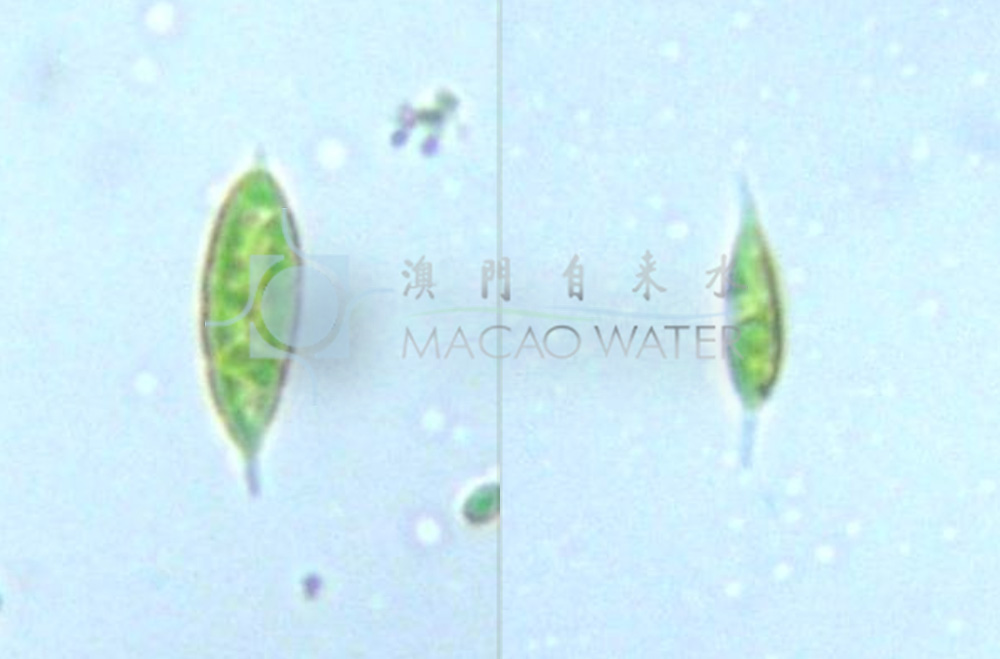 '綠藻門Chlorophyta'綠藻綱Chlorophyceae 環藻目Sphaeropleales 小樁藻科  Characiaceae 小樁藻屬Characium 描述：單生，圓柱狀，梨狀，卵球形，卵或紡錘形或球形細胞。細胞通常彎曲或不對稱，以基部墊狀或具短到突出的柄到40µm長附着在基部的一端;在對生的端細胞圓形到尖，有或沒有衰減的突起。細胞11-45× 8.5-23µm，細胞壁光滑。細胞單核的;葉綠體多爲單質，頂葉狀和帶狀;類核主要是單一的，但報道多達八個，通常有明顯的澱粉鞘。雙鞭毛蟲遊動孢子或遊動孢子的無性繁殖;孢子通過細胞頂端或通過側壁撕裂釋放。遊動孢子7-19 x 2-3µm，具兩個相等的頂端鞭毛和可收縮的液泡;單個葉綠體和頂葉具類核和柱頭。厚壁，球形的運動菌，可達100µm，常有類胡蘿蔔素色素的積累。