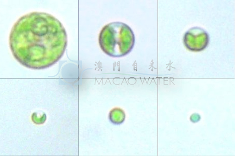 '綠 藻 門Chlorophyta'共球藻綱Trebouxiophyceae 小球藻目Chlorellales 小球藻科 Chlorellaceae 小球藻屬Chlorella 描述：單細胞，浮遊;球形或橢圓形;細胞壁薄或厚，色素體周生，杯狀或片狀，1 個，具 1 個蛋白核或無。