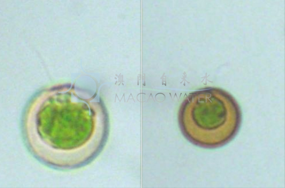 '綠藻門Chlorophyta'綠藻綱Chlorophyceae 衣藻目Chlamydomonadales 殼衣藻科 Phacotaceae 球粒藻屬Coccomonas 描述：單細胞，雙鞭毛蟲和單核藻類，原生質體包含在一個不同形式的孔內，缺乏延伸的過程。Lorica可能被輕微壓縮，浸漬石灰和鐵化合物，後者產生棕色的Lorica，經常掩蓋原生質體。lorica的表面可能有石灰的積垢，產生球狀或其他雕刻的外觀。前鞭毛，起源於腋毛的共同開口。原生質體通常卵形或橢圓體，不完全充滿。葉綠體主要杯狀，具基底類核;stigmapresent或缺席。近基部鞭毛處有兩個可收縮的液泡。無性生殖:分裂爲4個子細胞，母細胞腔破裂後釋放子細胞。有性生殖未知. .