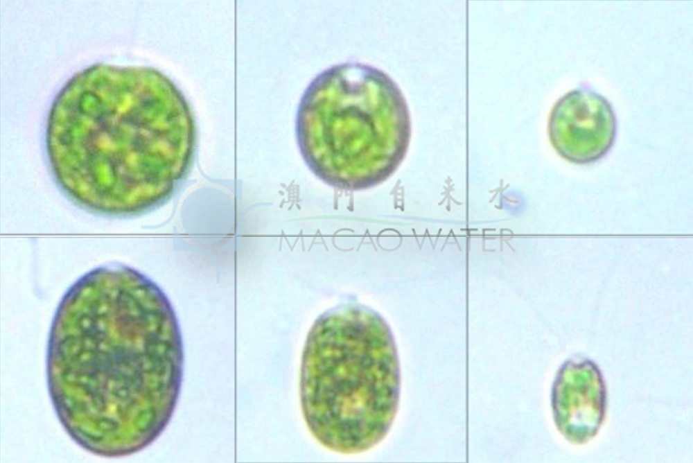 '綠藻門Chlorophyta'綠藻綱Chlorophyceae 衣藻目Chlamydomonadales 衣藻科  Chlamydomonadaceae 衣藻屬Chlamydomonas 描述：單細胞，球形，心形，卵形，橢圓形或紡錘形等；細胞壁平滑，不具或具有膠被。細胞前端中央有或無乳頭狀突起，具2條等長的鞭毛，基部具1個或2個伸縮泡。具1個大型色素體，多數杯狀，少數片狀、“H”形或星狀，具1個或數個蛋白核，少數具2個或多個。眼點位於細胞的一側，橘紅色。細胞核常位於細胞的中央偏前端，有的位於細胞的中部或一側。