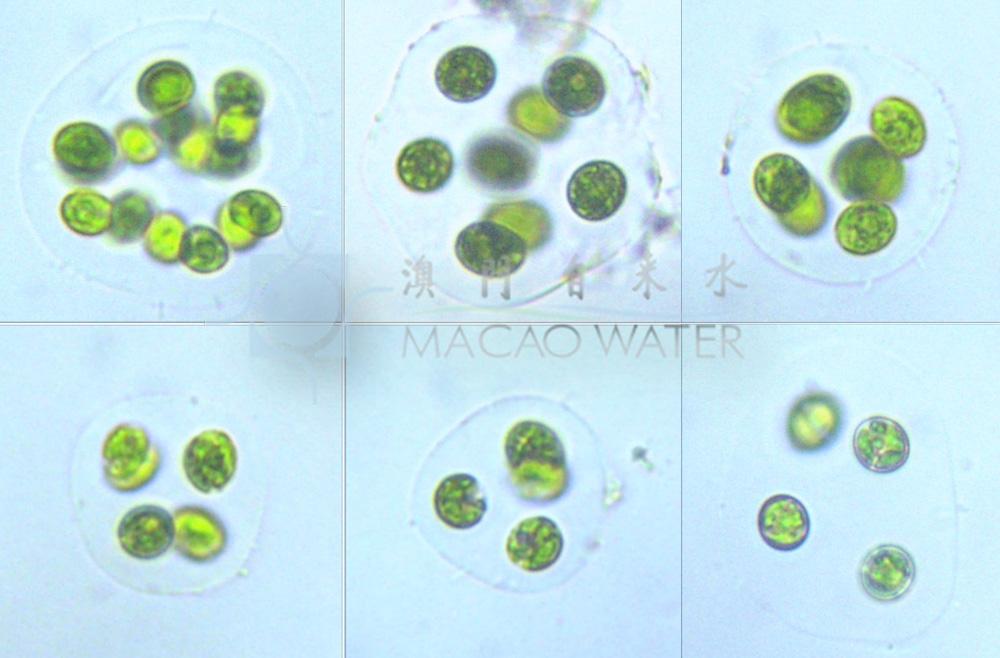 描述：球形膠群體，常由2、4、8或16個細胞包被在群體膠被內，罕為單細胞，群體膠被寬、分層或不分層；細胞球形、近球形、橢圓形、寬橢圓形，細胞壁明顯，色素體周生、星狀，位於細胞的中部，並放射狀射出達細胞周邊，色素體中央具1個蛋白核，有時具眼點和伸縮泡。