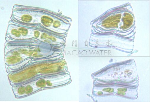 Rhoicosphenia.jpg