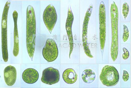 Euglena.jpg